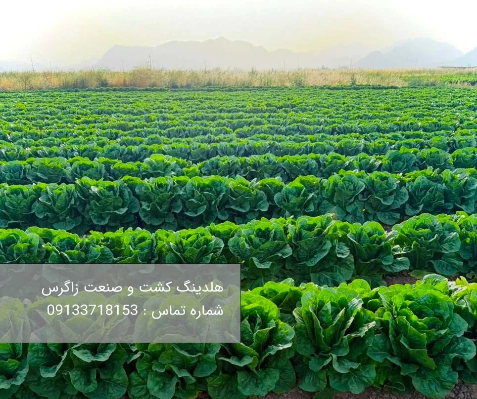 صادرات کاهو؛ فرصتی سودآور در تجارت جهانی