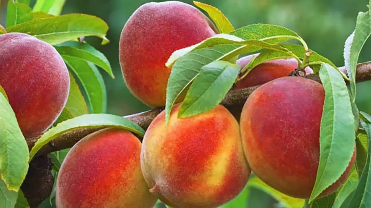 میوه‌های تابستانی پرفیبر برای سلامت گوارش
