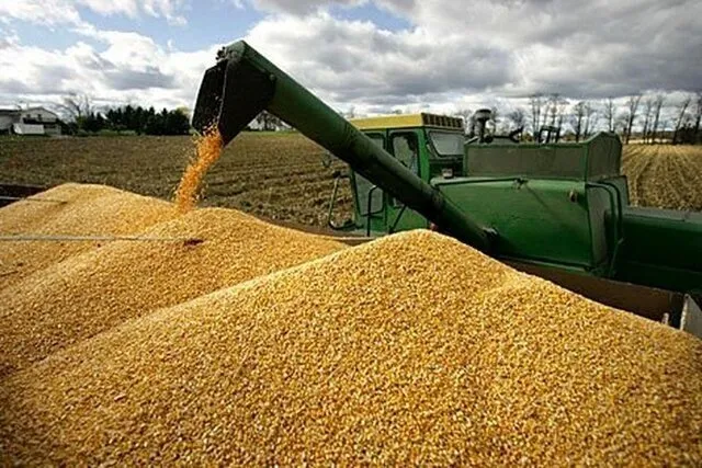 خرید تضمینی بیش از ۷۰ هزار تن گندم در نهاوند پیش‌بینی شد