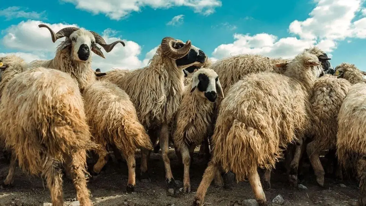 گوسفندان از گلخانه شاهدانه پزشکی تغذیه کردند
